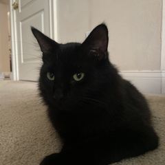 Rocky
