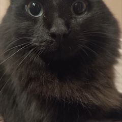 Rocky