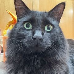 Rocky