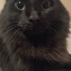 Rocky