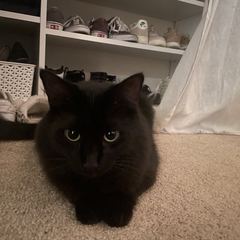 Rocky
