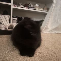 Rocky