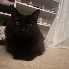 Rocky