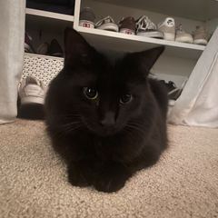 Rocky
