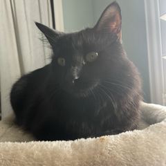 Rocky