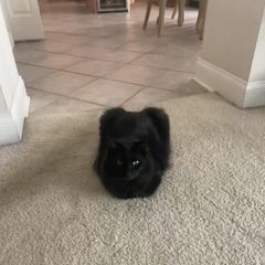 Rocky