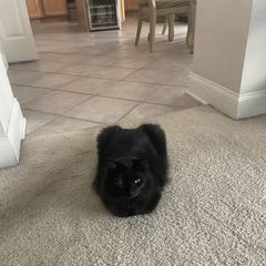 Rocky