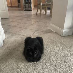 Rocky