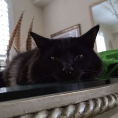 Rocky