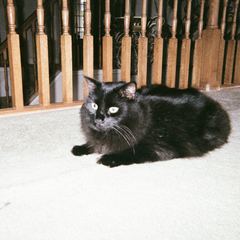 Rocky