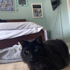 Rocky