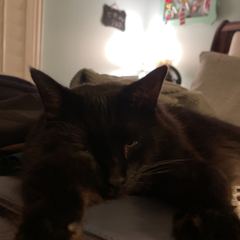 Rocky