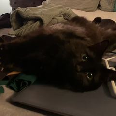 Rocky