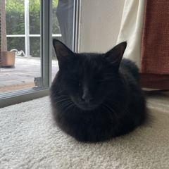 Rocky
