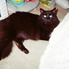 Rocky
