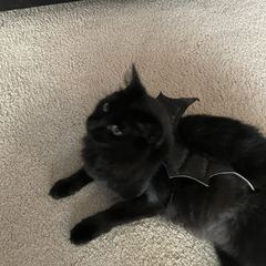 Rocky