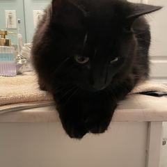 Rocky