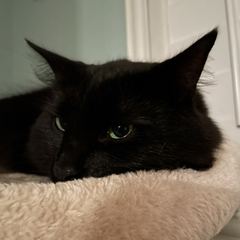 Rocky