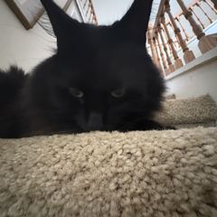 Rocky