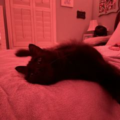 Rocky