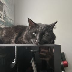 Rocky