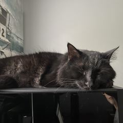 Rocky