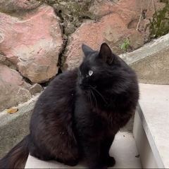 Rocky