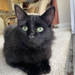 Rocky