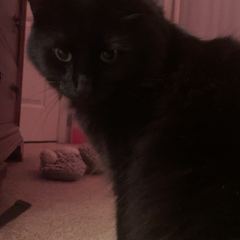 Rocky