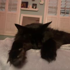 Rocky
