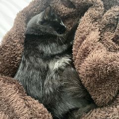 Rocky
