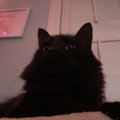Rocky