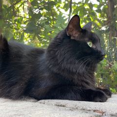 Rocky