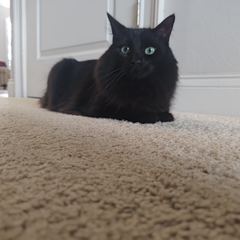 Rocky
