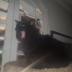 Rocky