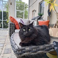Rocky