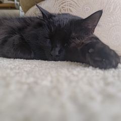 Rocky