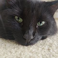 Rocky