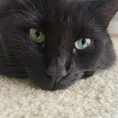 Rocky