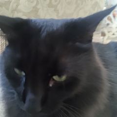 Rocky