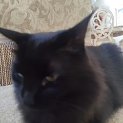 Rocky