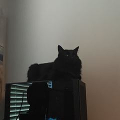 Rocky